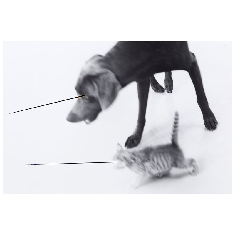 William Wegman "Untitled" 1979. Dog and cat black and white photography.