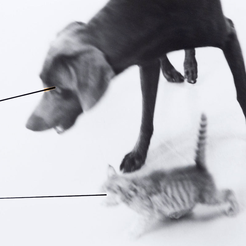 William Wegman "Untitled" 1979. Dog and cat black and white photography.