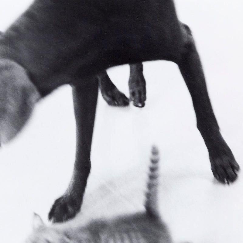 William Wegman "Untitled" 1979. Dog and cat black and white photography.