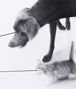 William Wegman "Untitled" 1979. Dog and cat black and white photography.