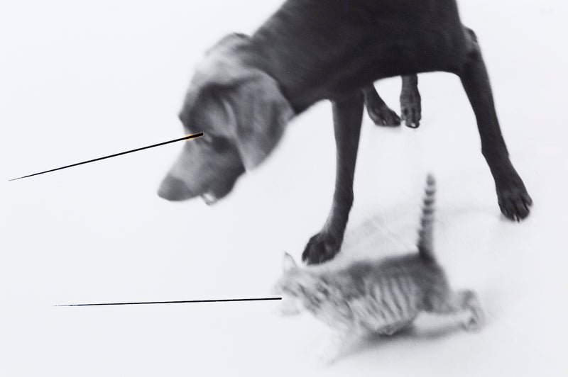 William Wegman "Untitled" 1979. Dog and cat black and white photography.